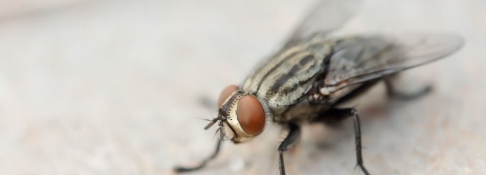 macro-shot-of-fly-live-house-fly-picture-id1179626962 (1)
